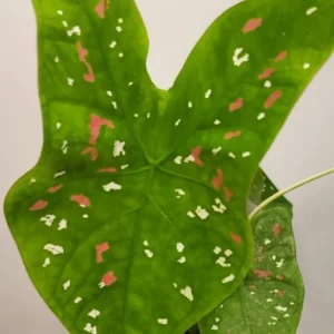 Giant Caladium Bulb - Tricolor Green Pink Red - Large Premium Tuber for Planting