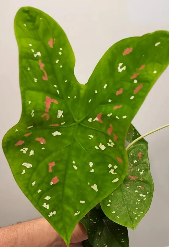 Giant Caladium Bulb - Tricolor Green Pink Red - Large Premium Tuber for Planting