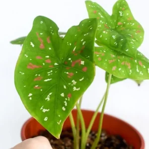 Giant Caladium Bulb - Tricolor Green Pink Red - Large Premium Tuber for Planting