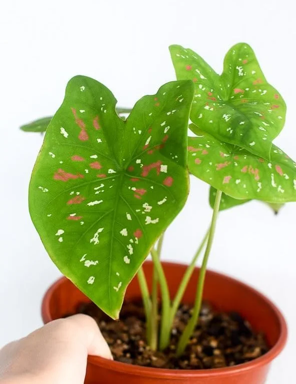 Giant Caladium Bulb - Tricolor Green Pink Red - Large Premium Tuber for Planting