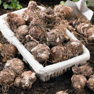 Giant Caladium Bulb - Tricolor Green Pink Red - Large Premium Tuber for Planting