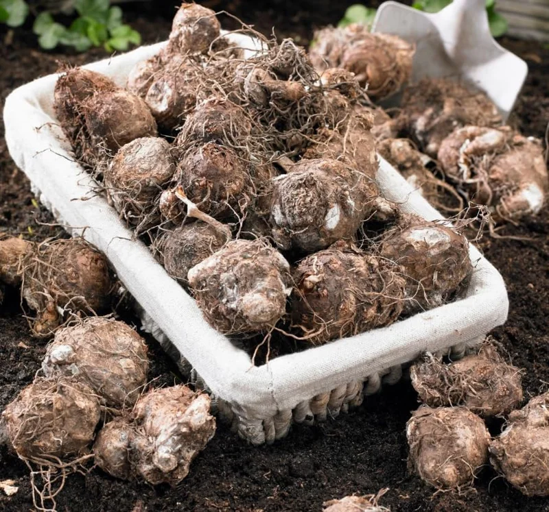 Giant Caladium Bulb - Tricolor Green Pink Red - Large Premium Tuber for Planting