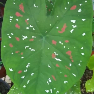 Giant Caladium Bulb - Tricolor Green Pink Red - Large Premium Tuber for Planting