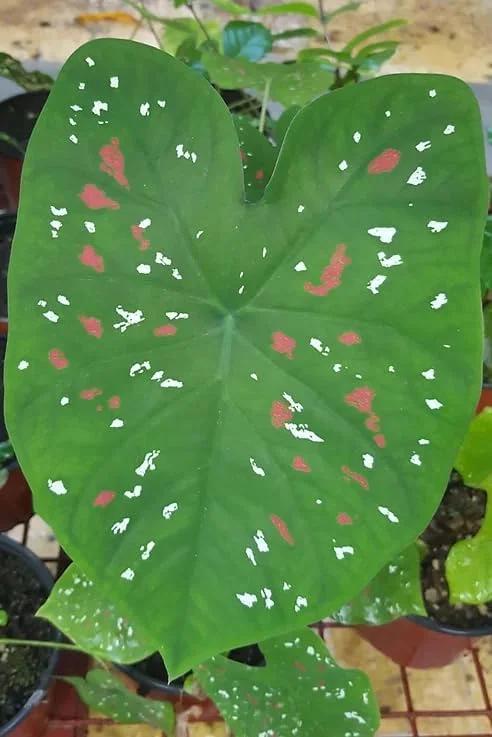 Giant Caladium Bulb - Tricolor Green Pink Red - Large Premium Tuber for Planting