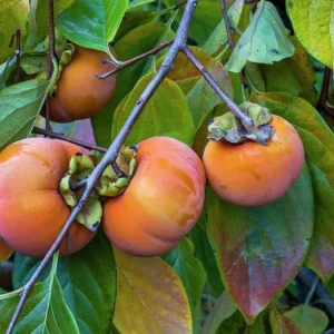 Giant Grafted Fuyu Persimmon Tree Bare-root | Sweet Non-Astringent Fruit | 3-4 Feet