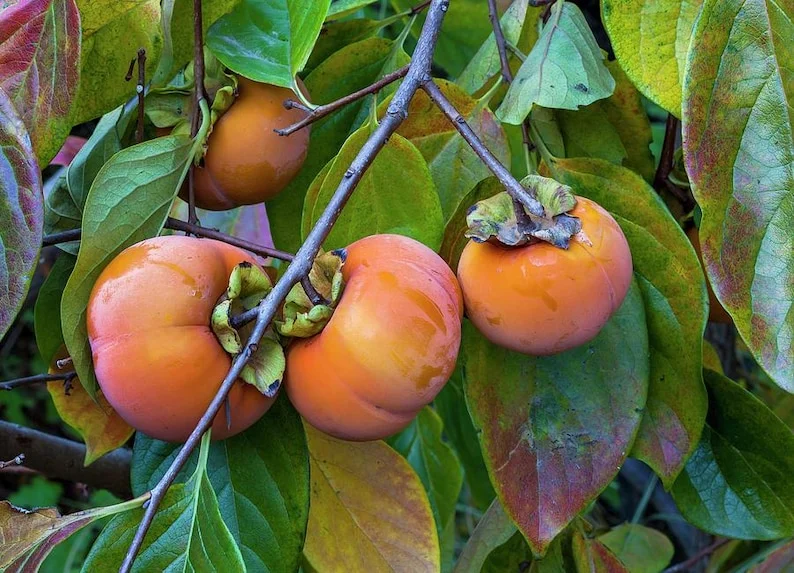 Giant Grafted Fuyu Persimmon Tree Bare-root | Sweet Non-Astringent Fruit | 3-4 Feet