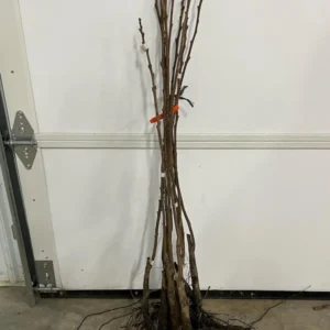 Giant Grafted Fuyu Persimmon Tree Bare-root | Sweet Non-Astringent Fruit | 3-4 Feet