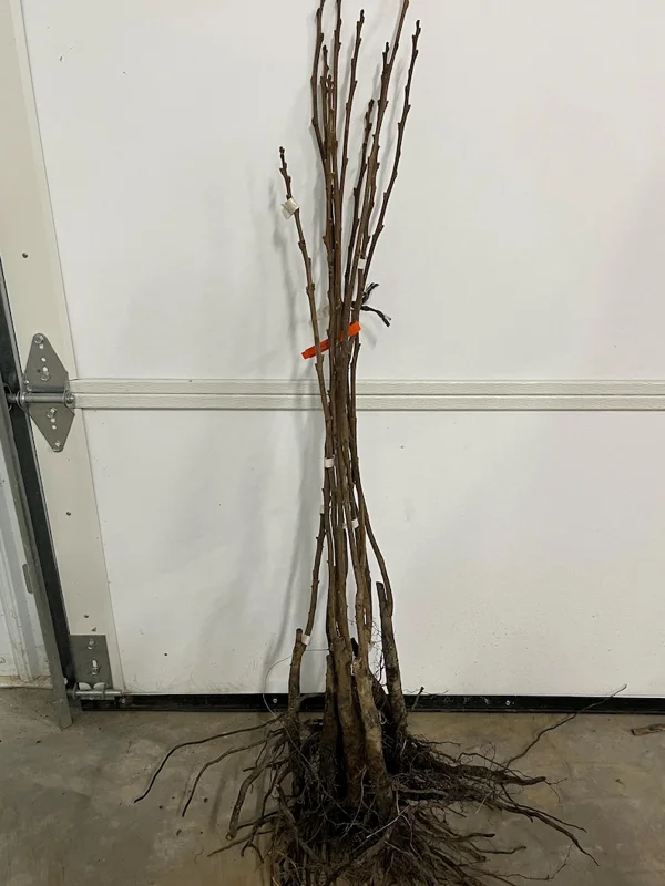 Giant Grafted Fuyu Persimmon Tree Bare-root | Sweet Non-Astringent Fruit | 3-4 Feet