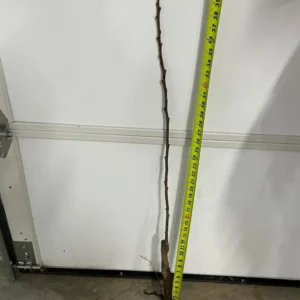 Giant Grafted Fuyu Persimmon Tree Bare-root | Sweet Non-Astringent Fruit | 3-4 Feet