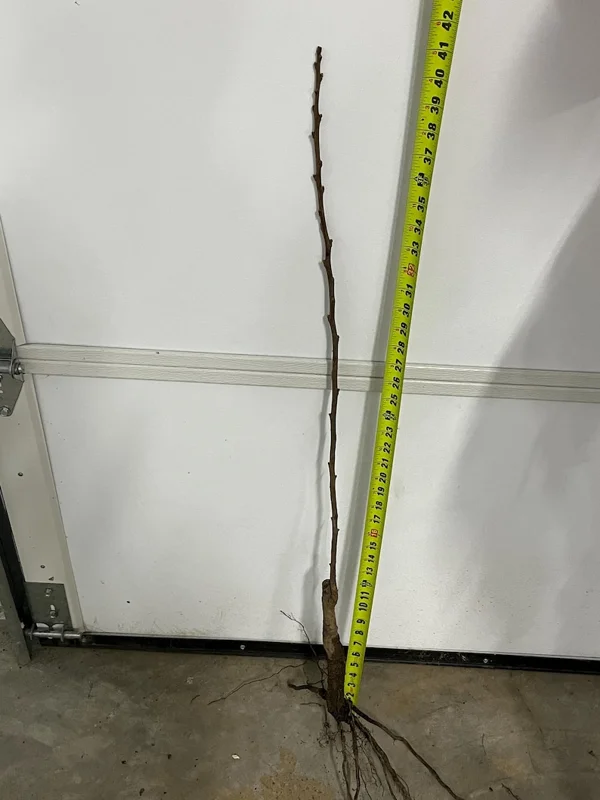 Giant Grafted Fuyu Persimmon Tree Bare-root | Sweet Non-Astringent Fruit | 3-4 Feet