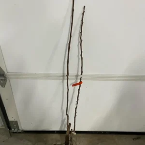 Giant Grafted Fuyu Persimmon Tree Bare-root | Sweet Non-Astringent Fruit | 3-4 Feet