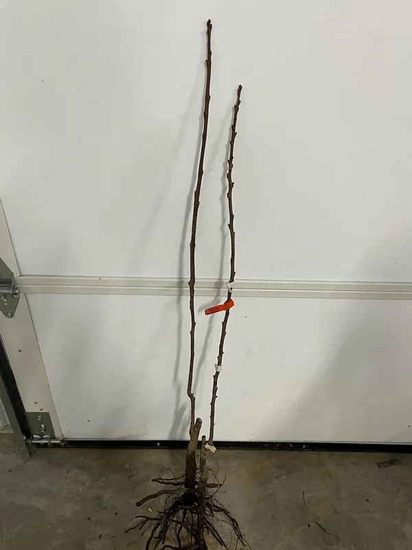 Giant Grafted Fuyu Persimmon Tree Bare-root | Sweet Non-Astringent Fruit | 3-4 Feet