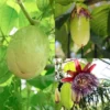 Giant Granadilla Passion Fruit Plant - 3-6 inch Plug - Edible Vine