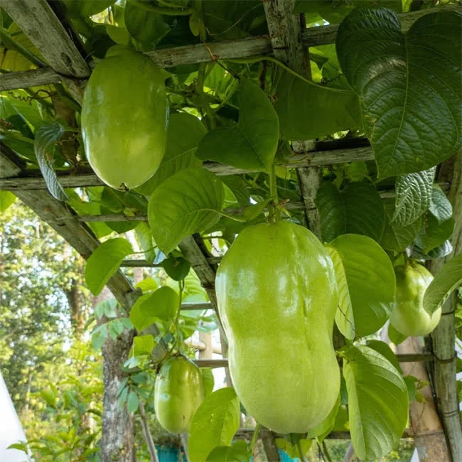 Giant Granadilla Passion Fruit Plant - 3-6 inch Plug - Edible Vine