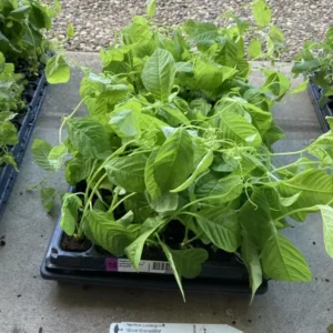 Giant Granadilla Passion Fruit Plant - 3-6 inch Plug - Edible Vine