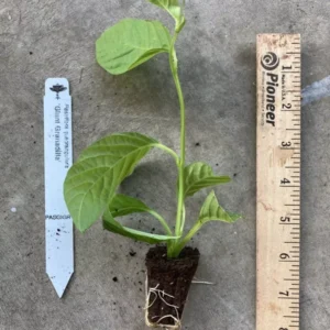 Giant Granadilla Passion Fruit Plant - 3-6 inch Plug - Edible Vine