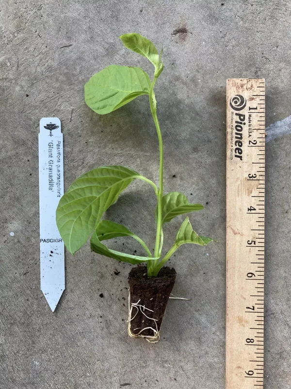 Giant Granadilla Passion Fruit Plant - 3-6 inch Plug - Edible Vine