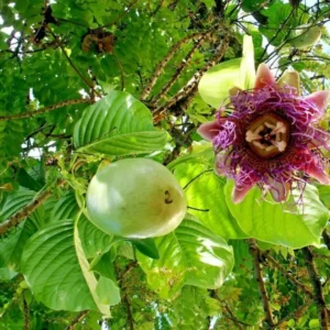 Giant Granadilla Passion Fruit Plant - 3-6 inch Plug - Edible Vine