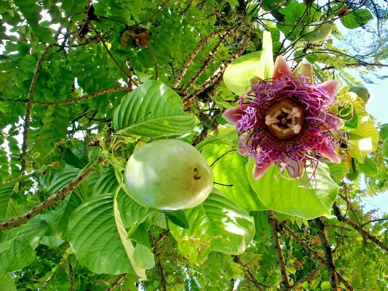 Giant Granadilla Passion Fruit Plant - 3-6 inch Plug - Edible Vine