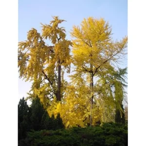 Ginkgo Biloba Tree - Hardy Maidenhair Tree - 12 to 18 Inch Bare Root