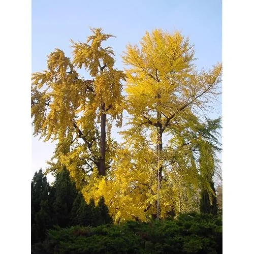Ginkgo Biloba Tree - Hardy Maidenhair Tree - 12 to 18 Inch Bare Root