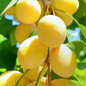 Ginkgo Tree Live Plant for Planting Jinkgo Seedling Tree 8