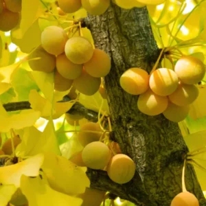 Ginkgo Tree Live Plant for Planting Jinkgo Seedling Tree 8"Tall 4"Pot Garden