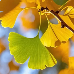 Ginkgo Tree Live Plant for Planting Jinkgo Seedling Tree 8