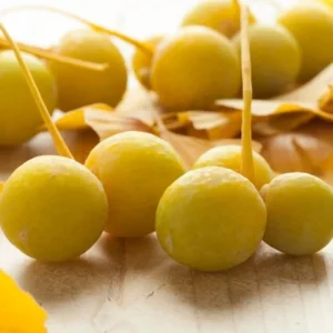 Ginkgo Tree Live Plant for Planting Jinkgo Seedling Tree 8