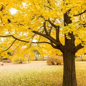 Ginkgo Tree Live Plant for Planting Jinkgo Seedling Tree 8