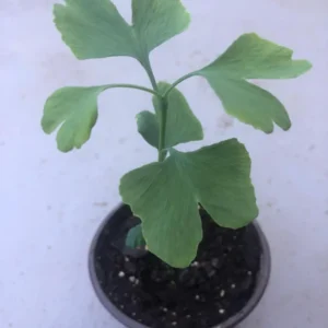 Ginkgo Tree Live Plant for Planting Jinkgo Seedling Tree 8