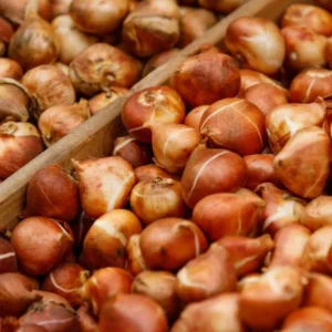 5 Bulbs Ice Cream Tulips Live for Planting, Pink White Blooms Perennial Flower Bulbs for Garden Growing, Easy to Plant Outdoors Indoors