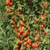 Goji Berry Plant - Red Goji Berry Tree - 1 Foot Tall Wolfberry Plant - Half Gallon Pot