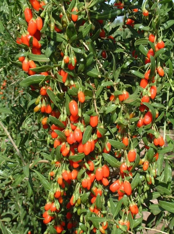 Goji Berry Plant - Red Goji Berry Tree - 1 Foot Tall Wolfberry Plant - Half Gallon Pot