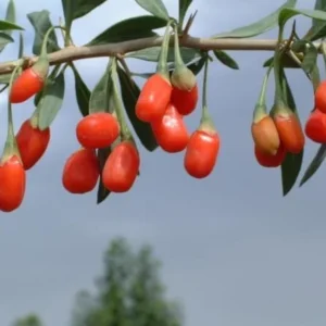 Goji Berry Plant - Red Goji Berry Tree - 1 Foot Tall Wolfberry Plant - Half Gallon Pot