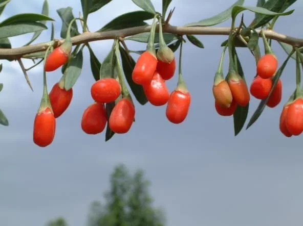 Goji Berry Plant - Red Goji Berry Tree - 1 Foot Tall Wolfberry Plant - Half Gallon Pot