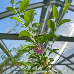 Goji Berry Plant - Red Goji Berry Tree - 1 Foot Tall Wolfberry Plant - Half Gallon Pot