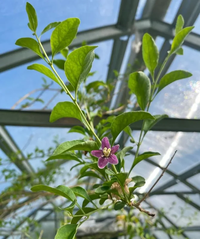 Goji Berry Plant - Red Goji Berry Tree - 1 Foot Tall Wolfberry Plant - Half Gallon Pot
