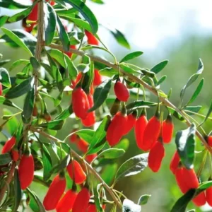 Goji Berry Plant - Red Goji Berry Tree - 1 Foot Tall Wolfberry Plant - Half Gallon Pot