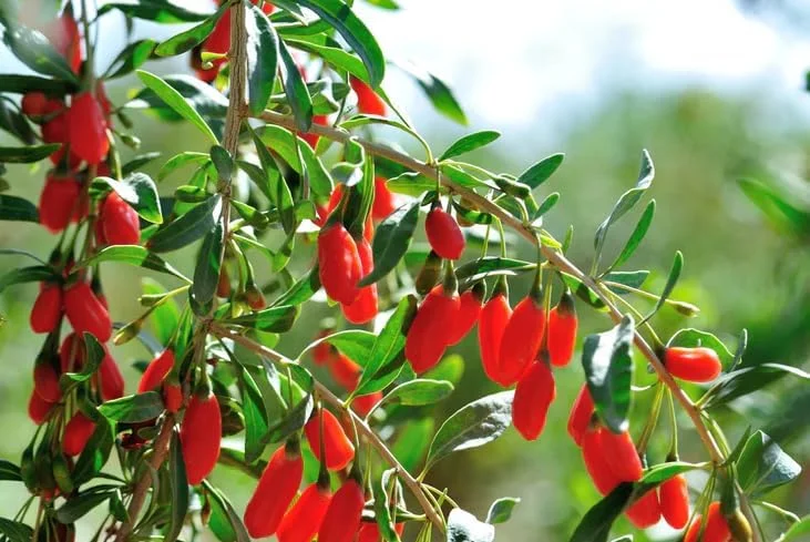 Goji Berry Plant - Red Goji Berry Tree - 1 Foot Tall Wolfberry Plant - Half Gallon Pot