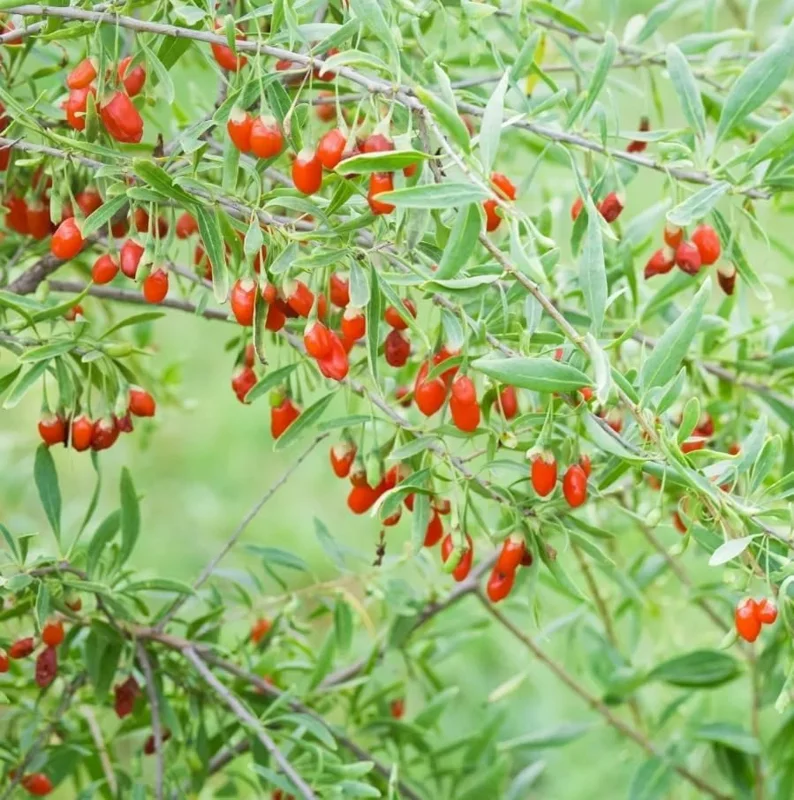 Goji Berry Plant - Red Goji Berry Tree - 1 Foot Tall Wolfberry Plant - Half Gallon Pot