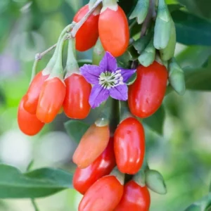 Goji Berry Plant - Red Goji Berry Tree - 1 Foot Tall Wolfberry Plant - Half Gallon Pot
