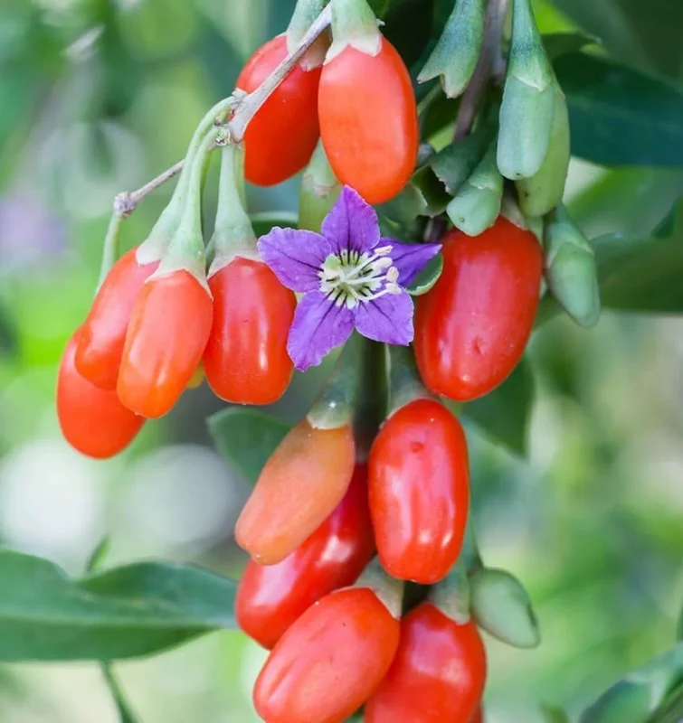 Goji Berry Plant - Red Goji Berry Tree - 1 Foot Tall Wolfberry Plant - Half Gallon Pot