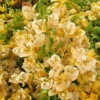 Gold Bougainvillea Flowering Plant - 2 Starter Trees - 4 Inches Tall - Live Outdoor Garden