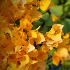 Gold Bougainvillea Flowering Plant - 2 Starter Trees - 4 Inches Tall - Live Outdoor Garden