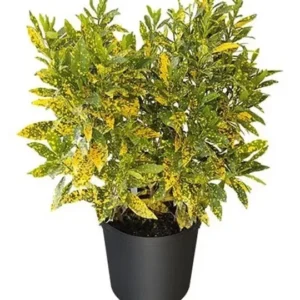 Gold Dust Croton Live Plant 7-10