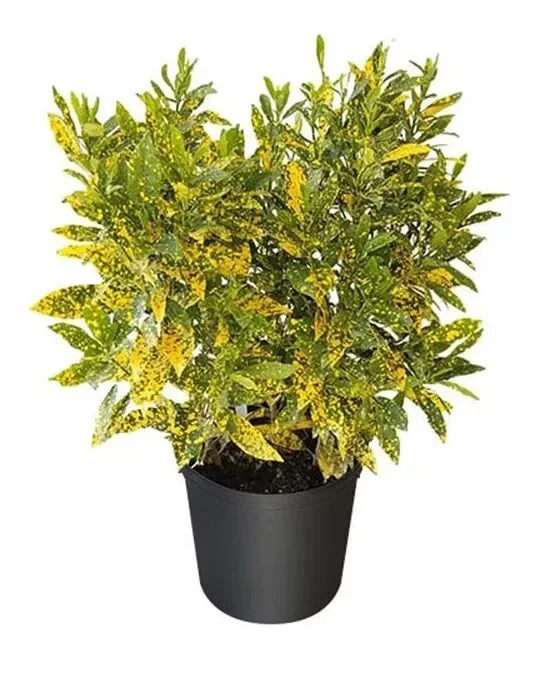 Gold Dust Croton Live Plant 7-10" Tall in 4" Pot – Evergreen Tropical Plant
