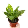 Gold Dust Croton Plant 4'' Potted Tropical Foliage