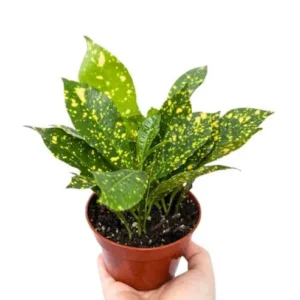Gold Dust Croton Plant 4'' Potted Tropical Foliage