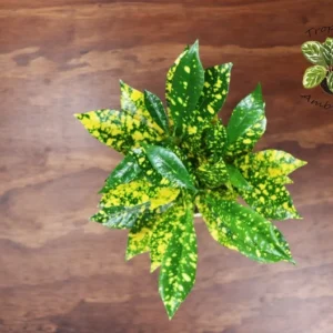 Gold Dust Croton Plant 4'' Potted Tropical Foliage